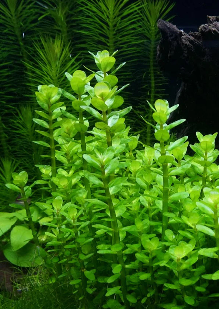 Ammania sp. 'Bonsai'