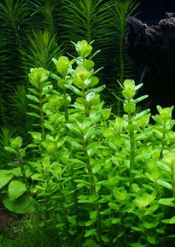 Ammania sp. 'Bonsai'