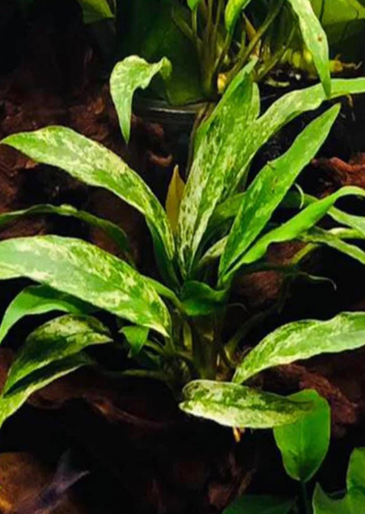 Anubias 'Dragon Claw'