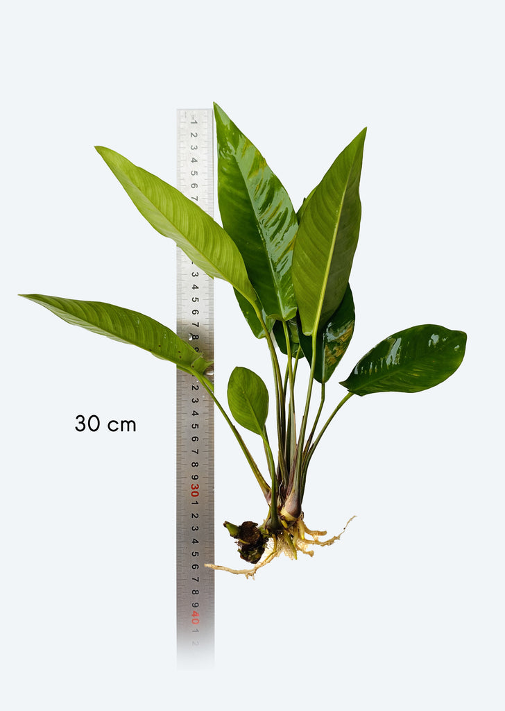 Anubias hastifolia XL
