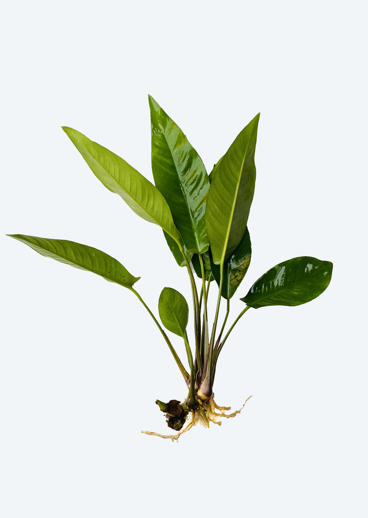 Anubias hastifolia XL