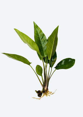Anubias hastifolia XL