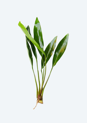 Anubias Lanceolata XL