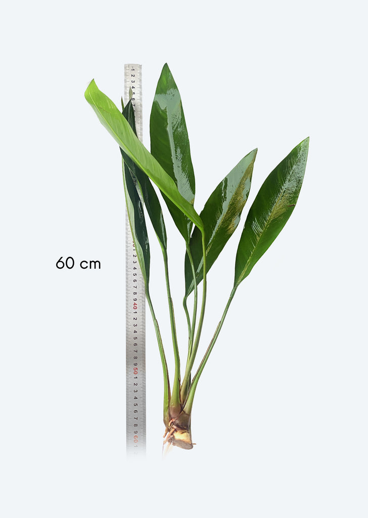 Anubias Lanceolata XL