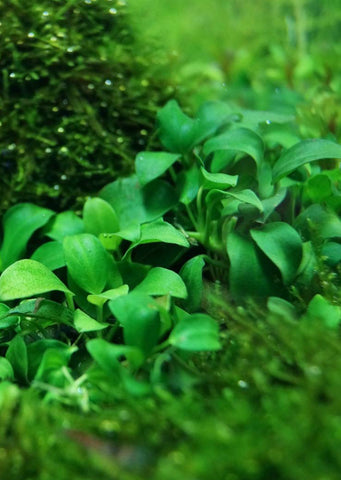 Anubias barteri var. nana 'Bonsai'