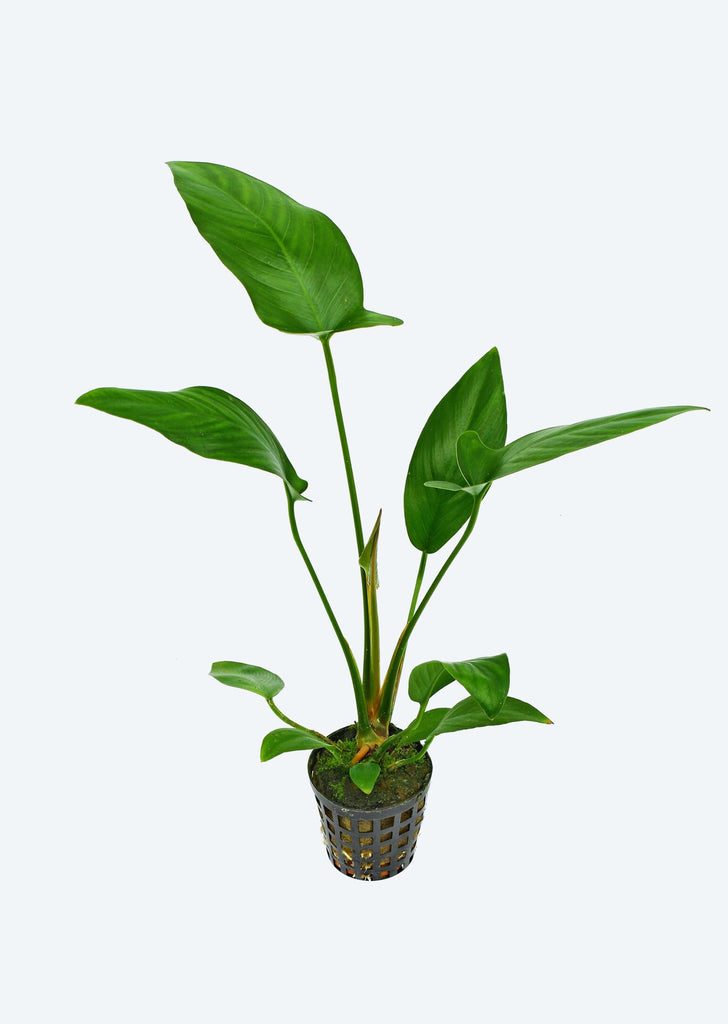 Anubias hastifolia