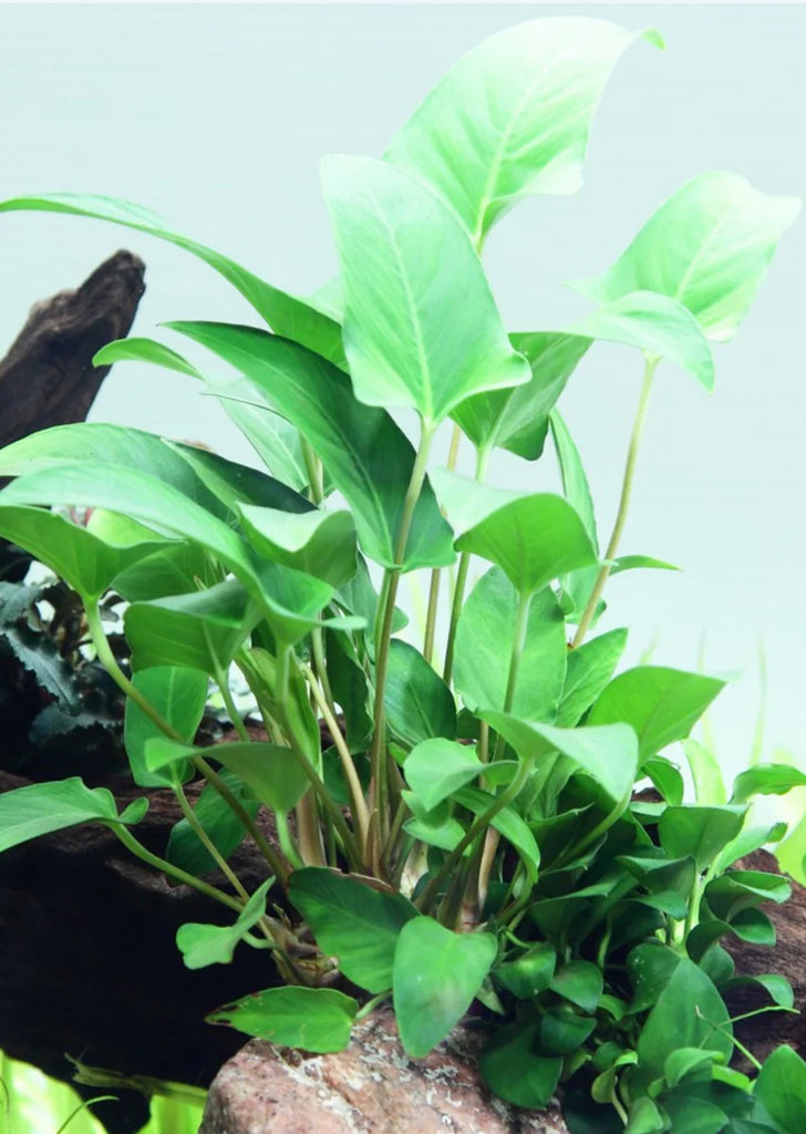 Anubias hastifolia