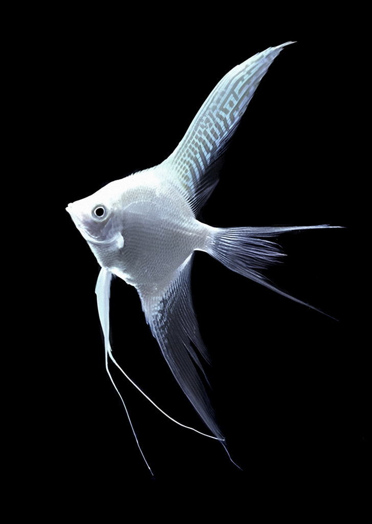 Åpex - Platinum Veiltail