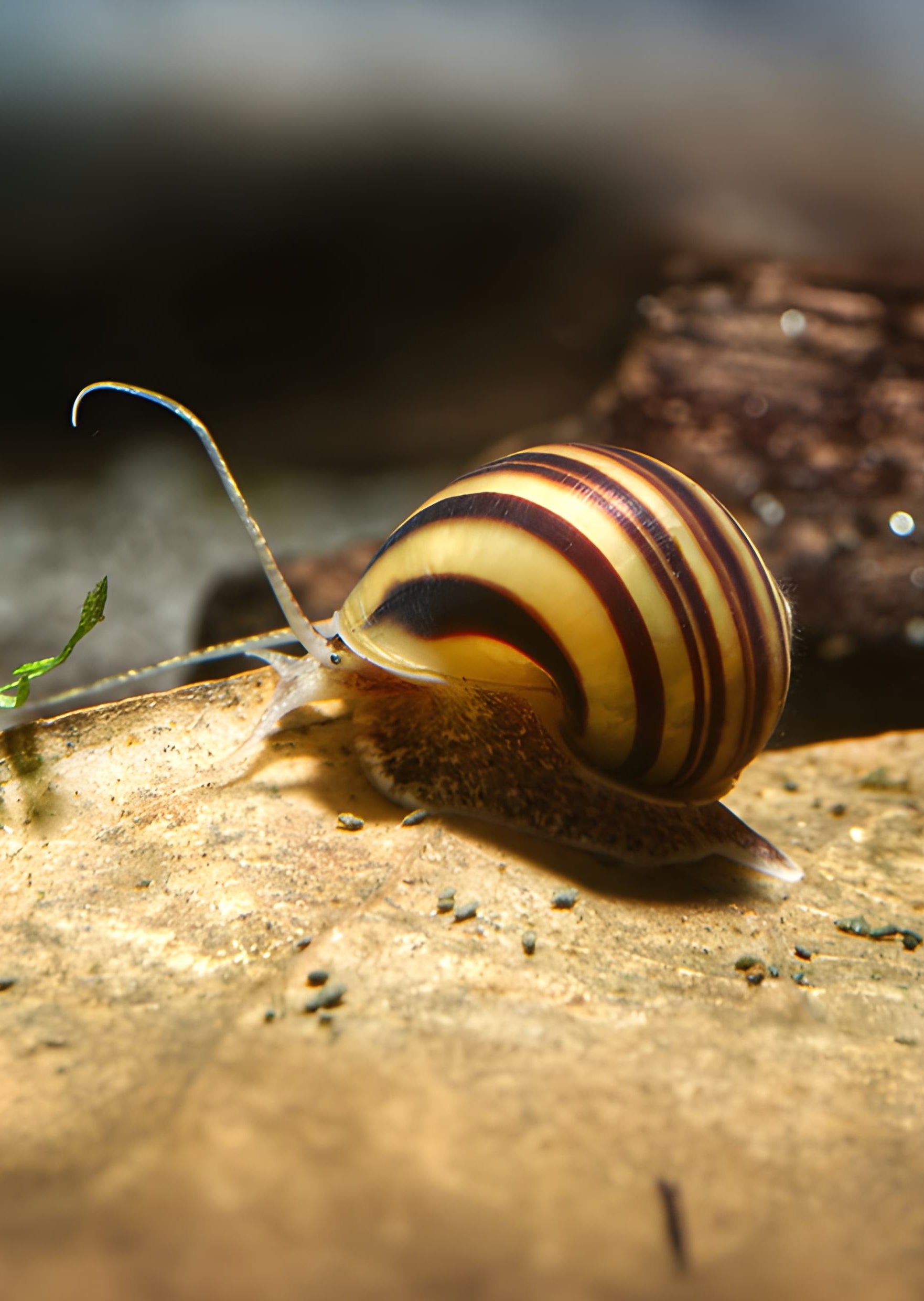 Spixi Snail | Live Tropical Fish UAE | Discus.ae