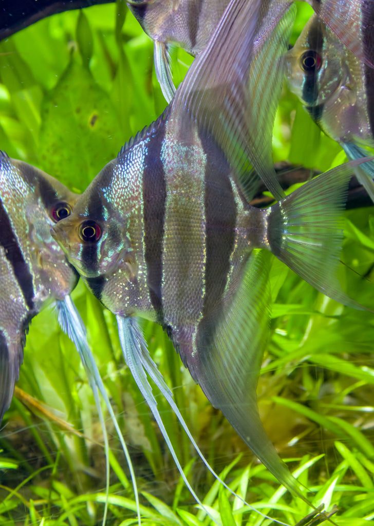 Atabapo Altum Angel