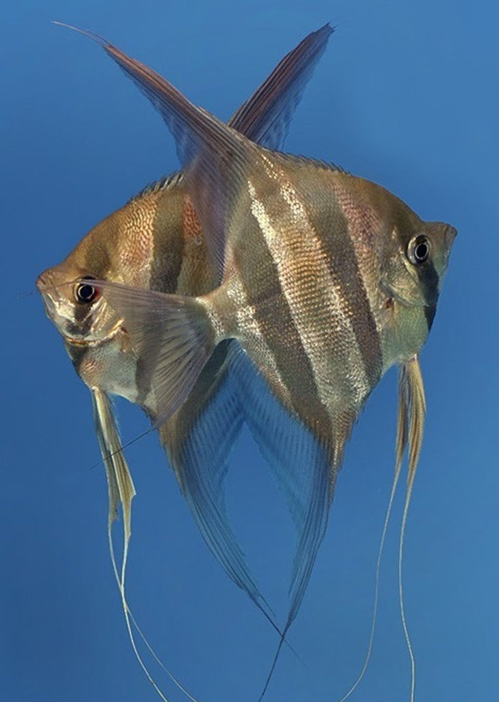 Atabapo Altum Angel