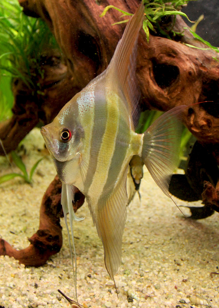 Atabapo Altum Angel
