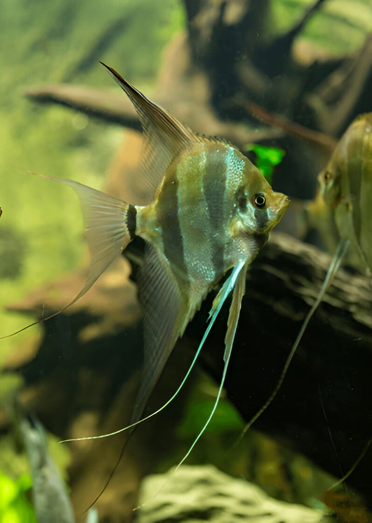 Atabapo Altum Angel