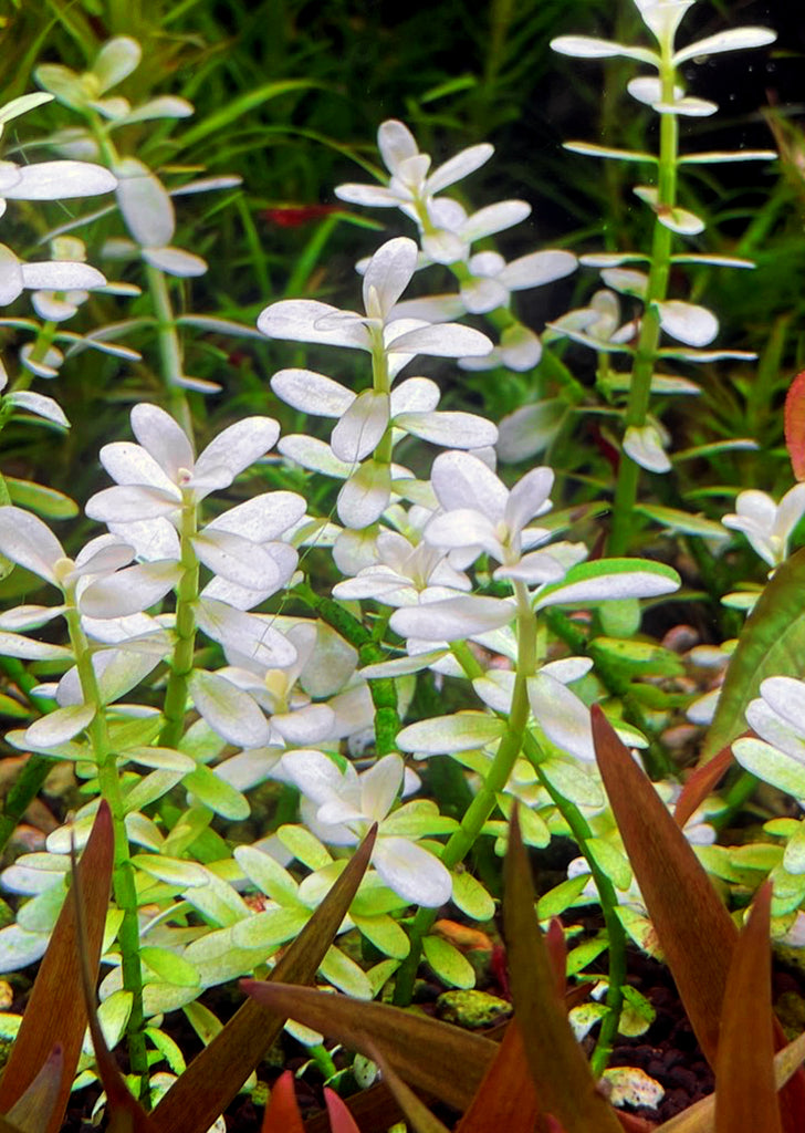 Bacopa monnieri ‘White’