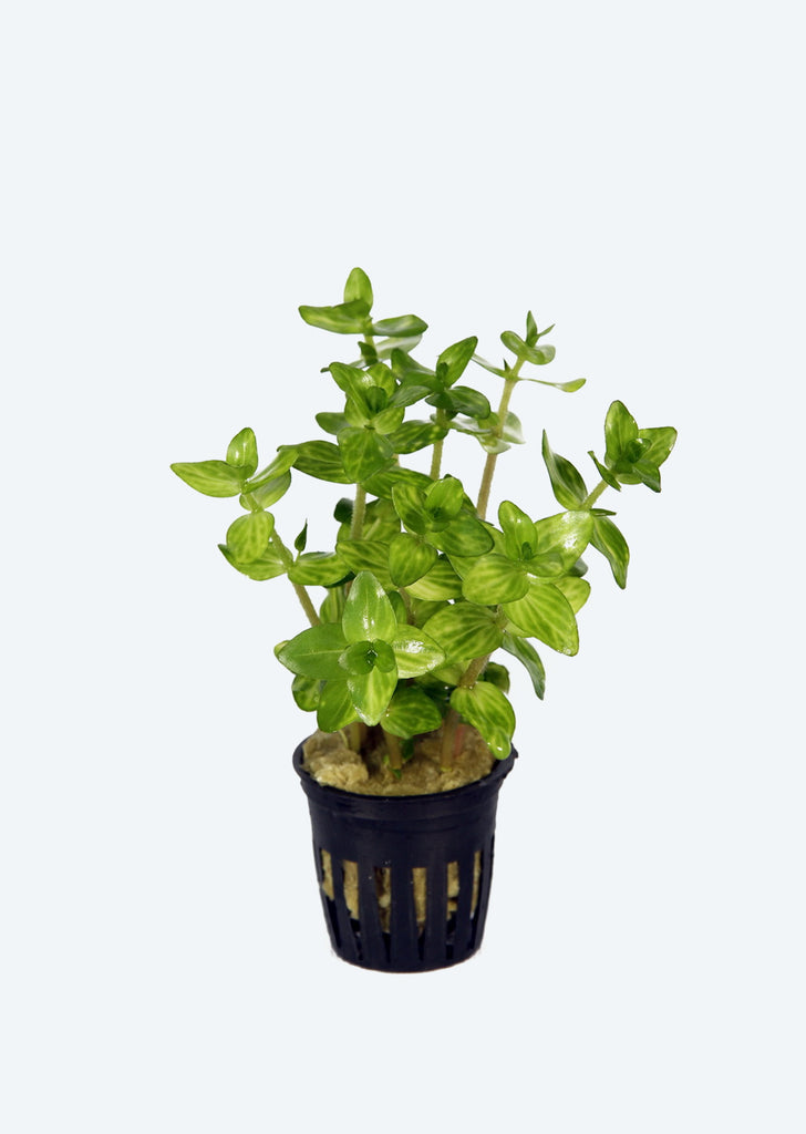 Bacopa lanigera 'Variegata'
