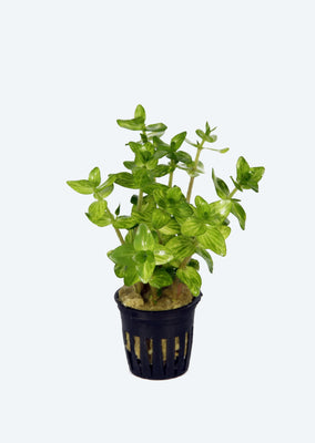 Bacopa lanigera 'Variegata'