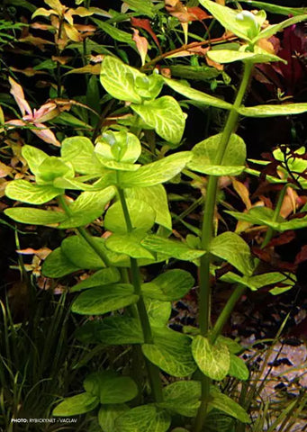 Bacopa lanigera 'Variegata'
