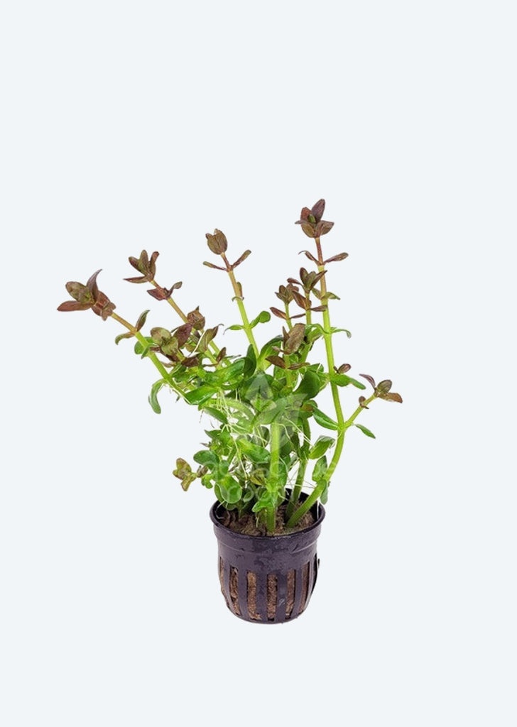 Bacopa salzmannii ‘Purple’