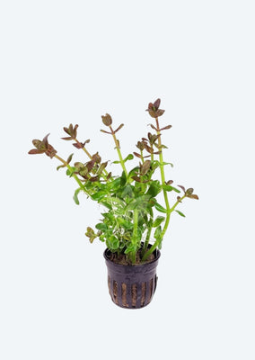 Bacopa salzmannii ‘Purple’