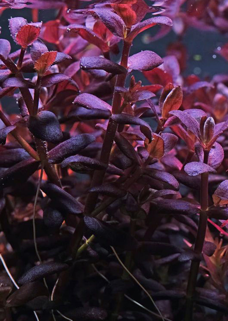 Bacopa salzmannii ‘Purple’