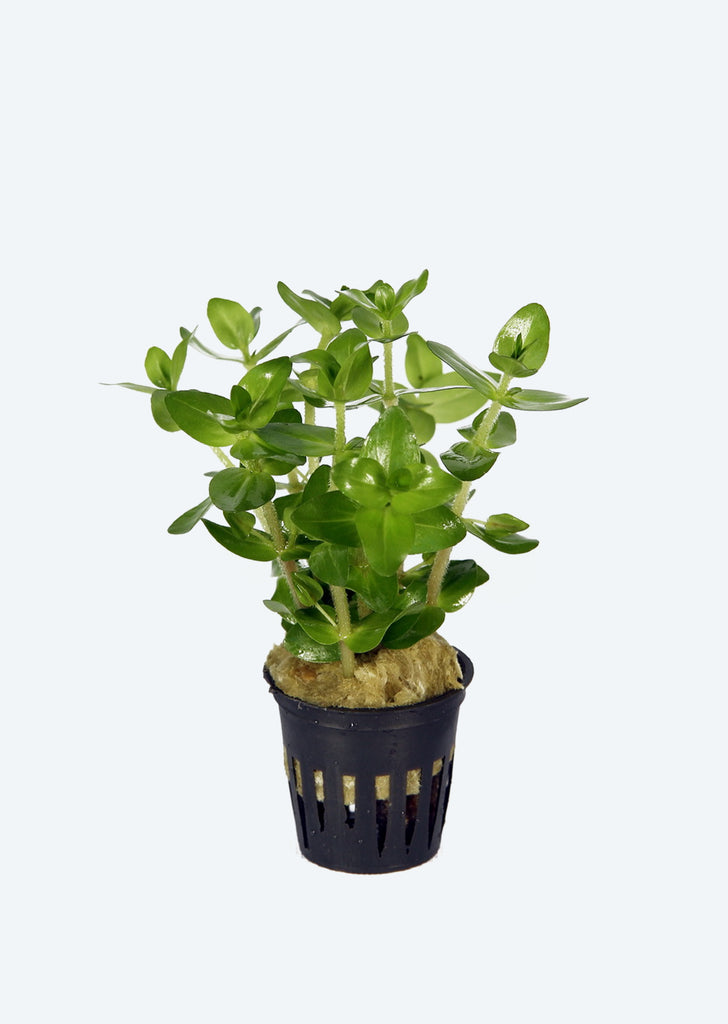 Bacopa caroliniana