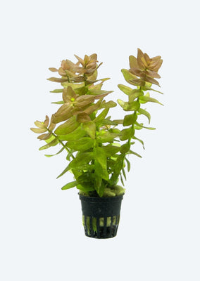 Bacopa caroliniana 'Yellow flame'