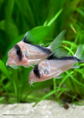 Bandit Corydoras