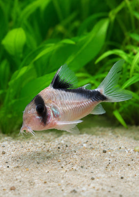 Bandit Corydoras