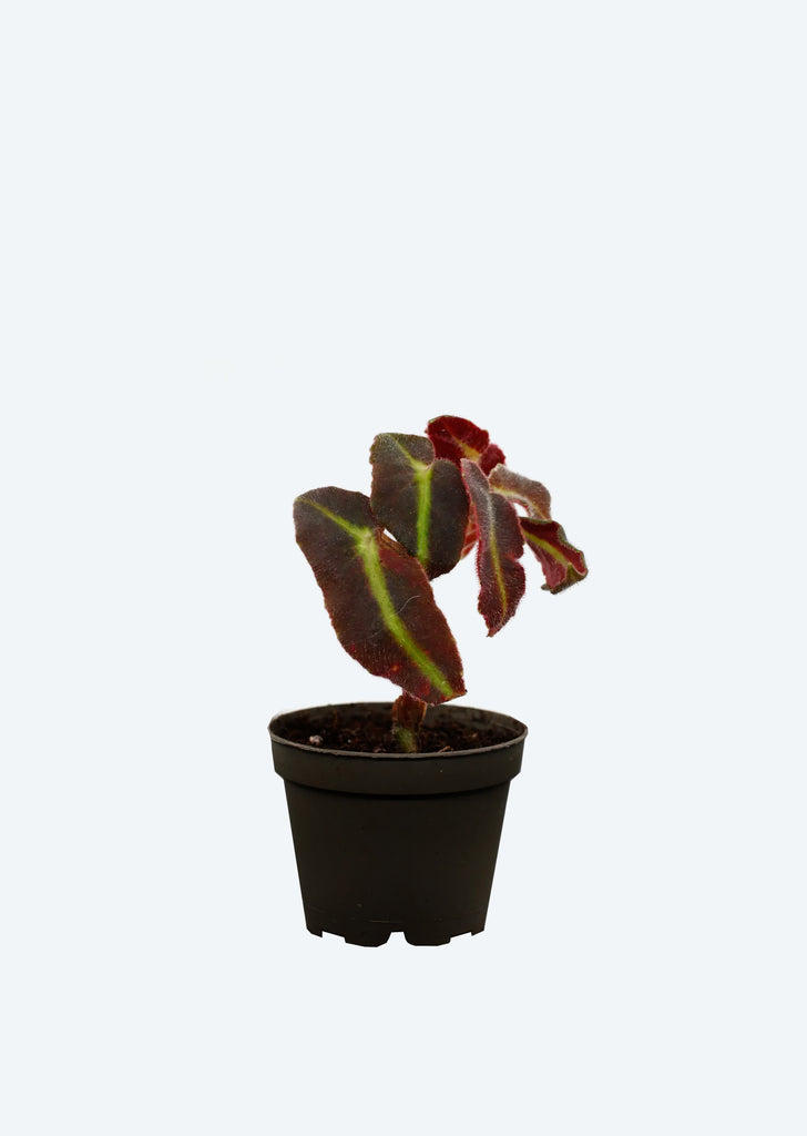 Begonia Listada