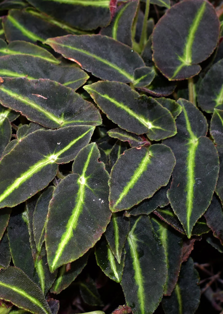 Begonia Listada