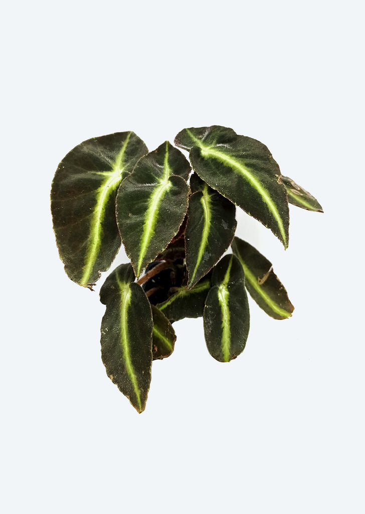 Begonia Listada