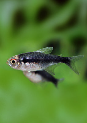 Black Diamond Neon Tetra
