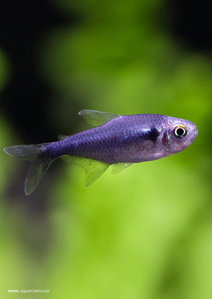 Black Diamond Neon Tetra
