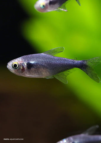 Black Diamond Neon Tetra