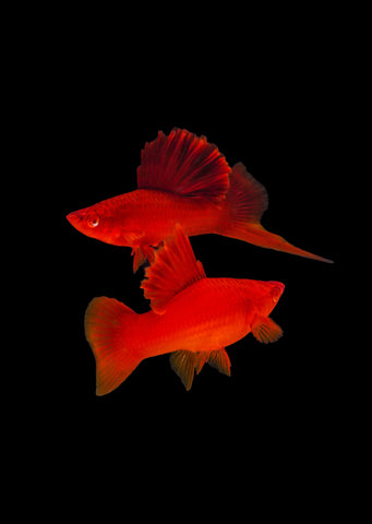 Blood-Red Sailfin Swordtail