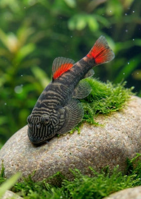 Bloody Mary Hillstream Loach