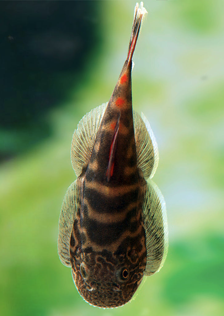 Bloody Mary Hillstream Loach