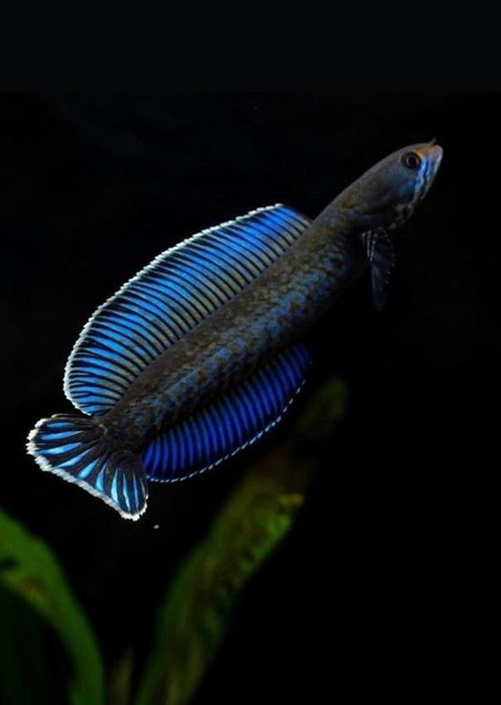 Blue Rainbow Snakehead