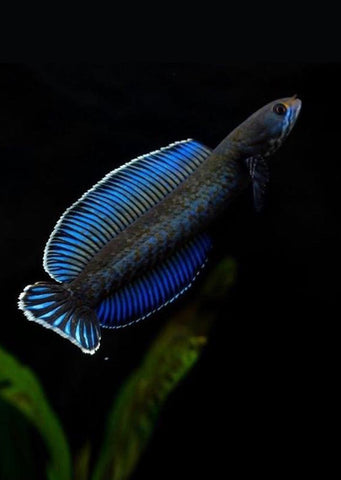 Blue Rainbow Snakehead
