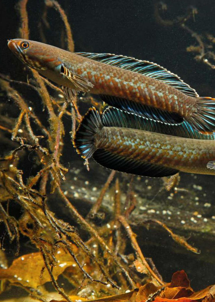 Blue Rainbow Snakehead