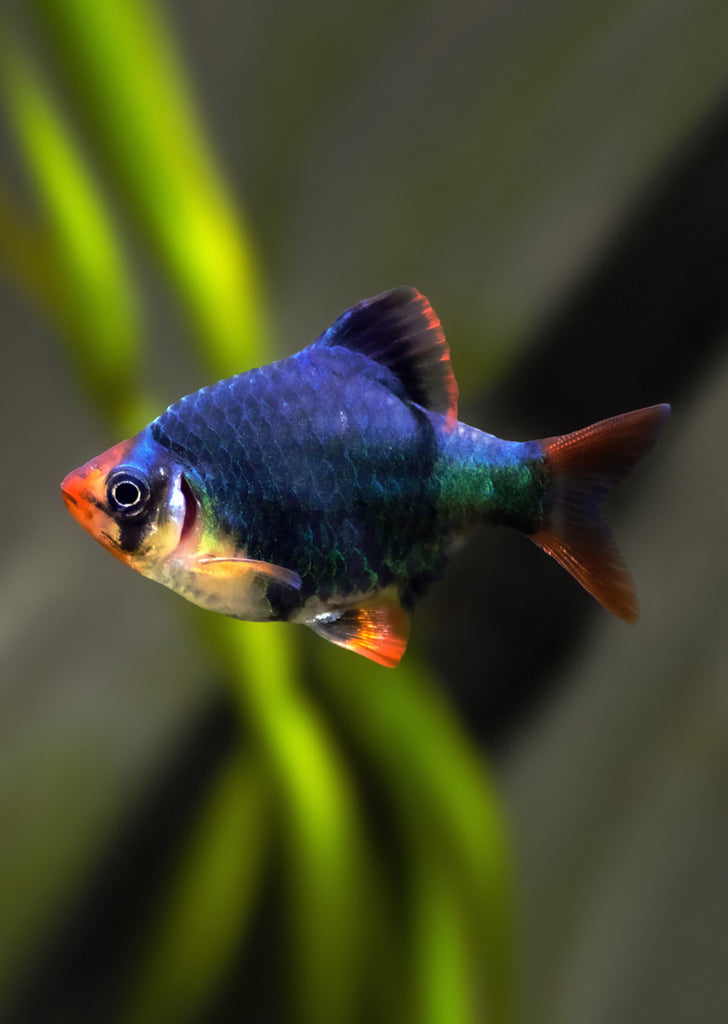Blue Velvet Tiger Barb