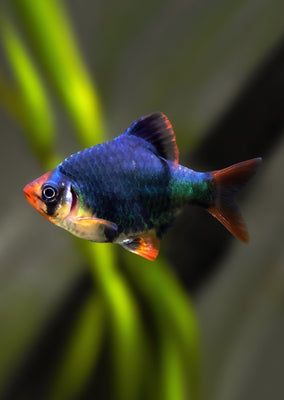 Blue Velvet Tiger Barb