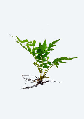 Blunt-lobed Cliff Fern