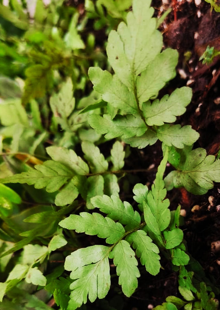 Blunt-lobed Cliff Fern