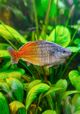 Boesemani Rainbow Red