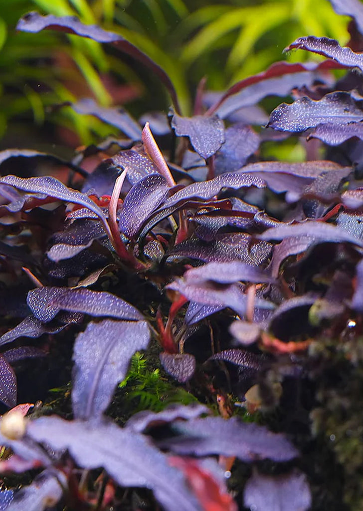 Bucephalandra 'Brownie Ghost'