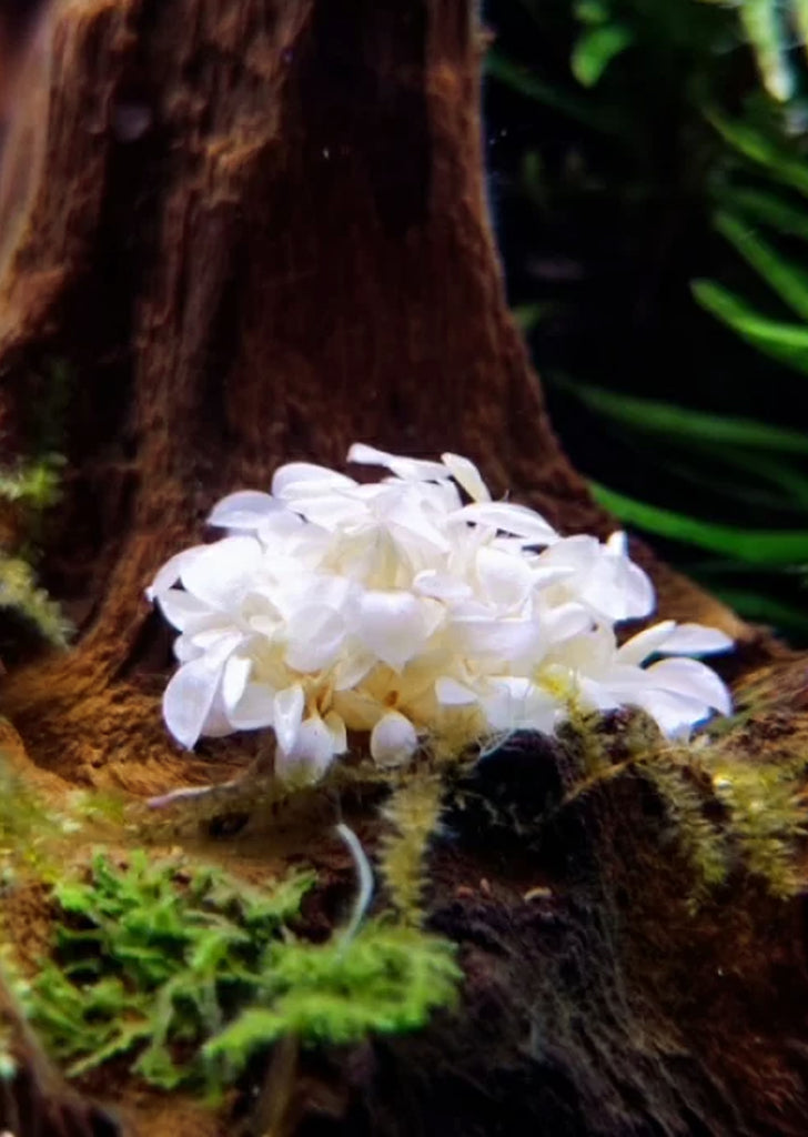 Bucephalandra sp. 'White'