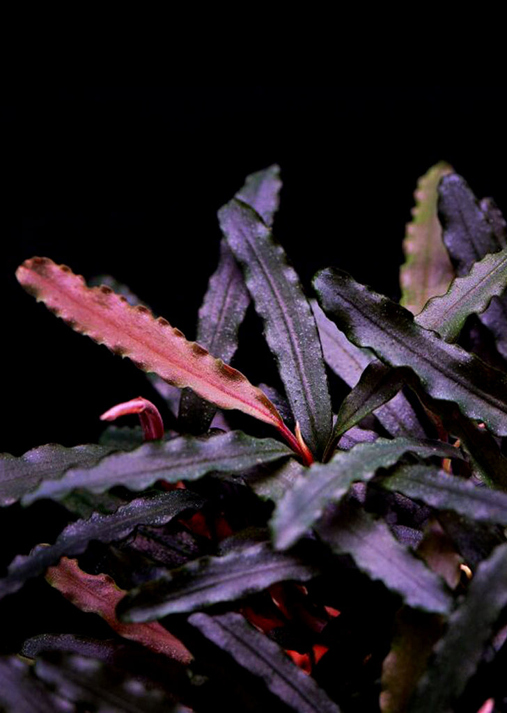 Bucephalandra sp. 'Catharina'