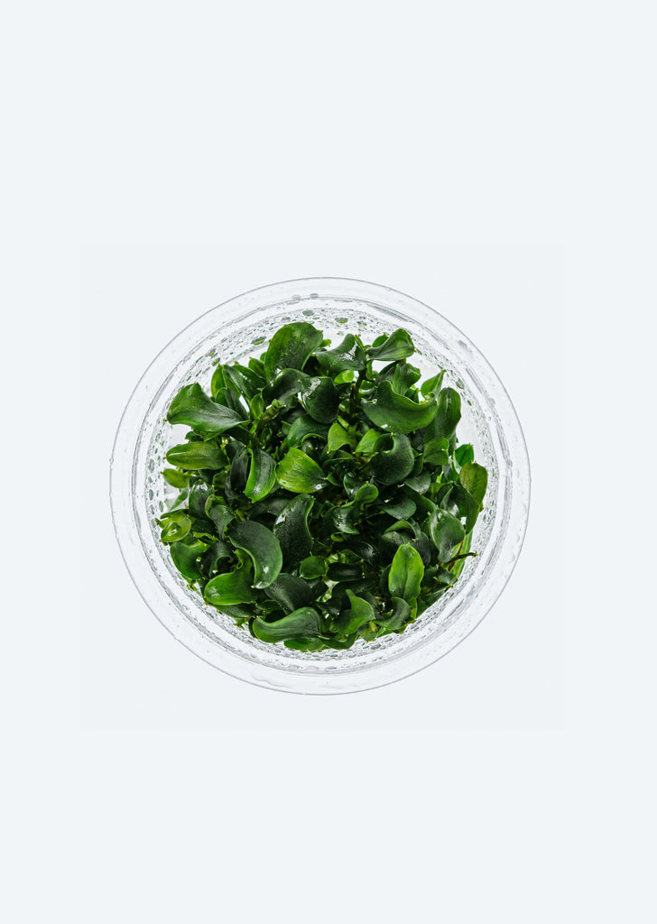 Bucephalandra sp. 'Maia'