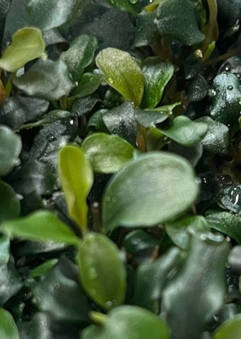 Bucephalandra sp. 'Maia'
